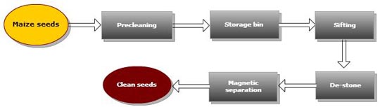 maize cleaning process